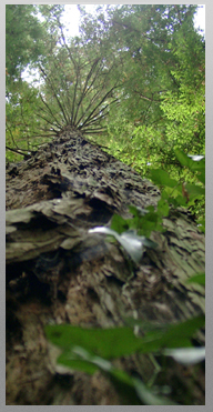 Sequoia sempervirens, 40,377720, -8,363299 - 08-08-2010 - 17:33 